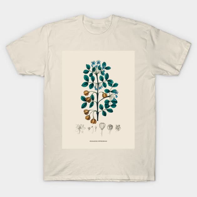 Guaiacwood Antique Botanical Illustration T-Shirt by Antiquated Art
